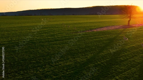 A herd of fallow deer runs across a field at sunset. Breathtaking footage of wildlife in Slovakia. Drone footage.