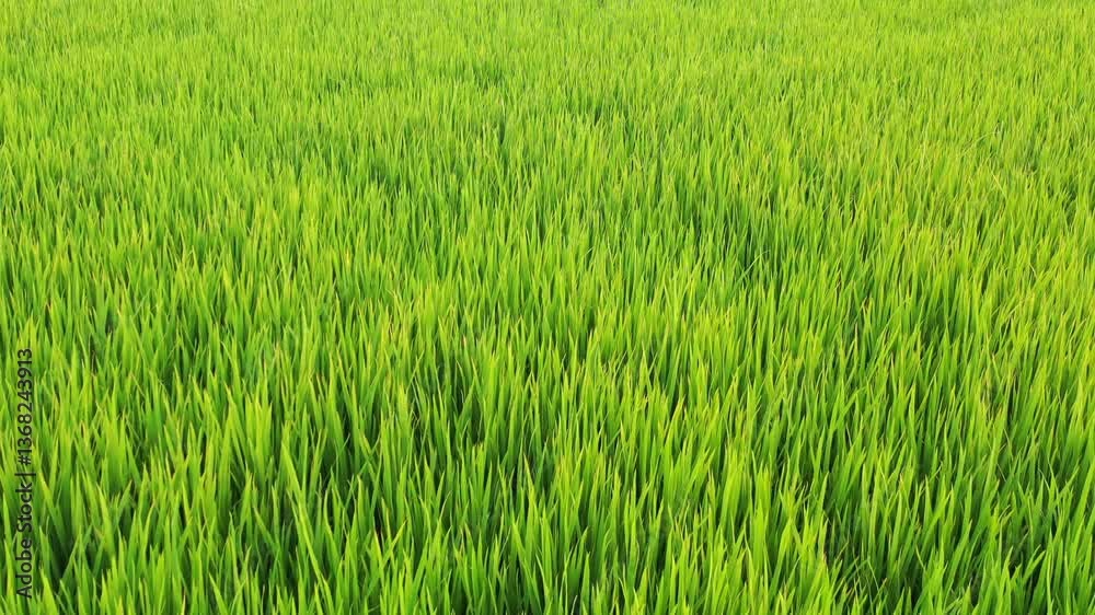 aerial closeup flying through green rice field in vietnam aerial closeup flying through green rice field in vietnam