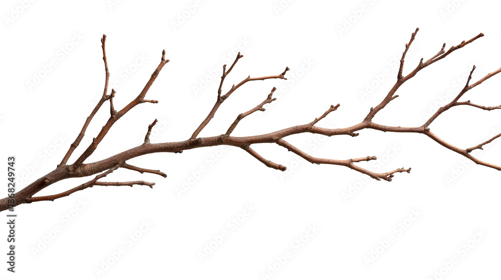 Leafless tree branch with buds, winter nature, natural details, cut out transparent Leafless tree branch with buds, winter nature, natural details, cut out transparent