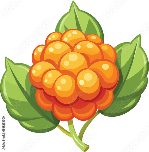 Cloudberry vector illustrations