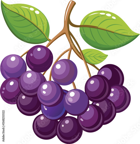Chokeberry vector illustrations