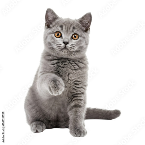 A sweet young adult solid blue british shorthair cat kitten sitting up with orange eyes and one paw lifted isolated on a transparent background