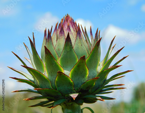 close up of a artichoke