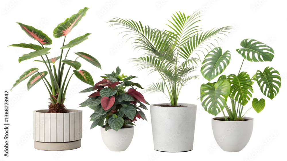 Fototapeta premium Different indoor houseplants isolated on png background