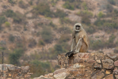Singe Indien