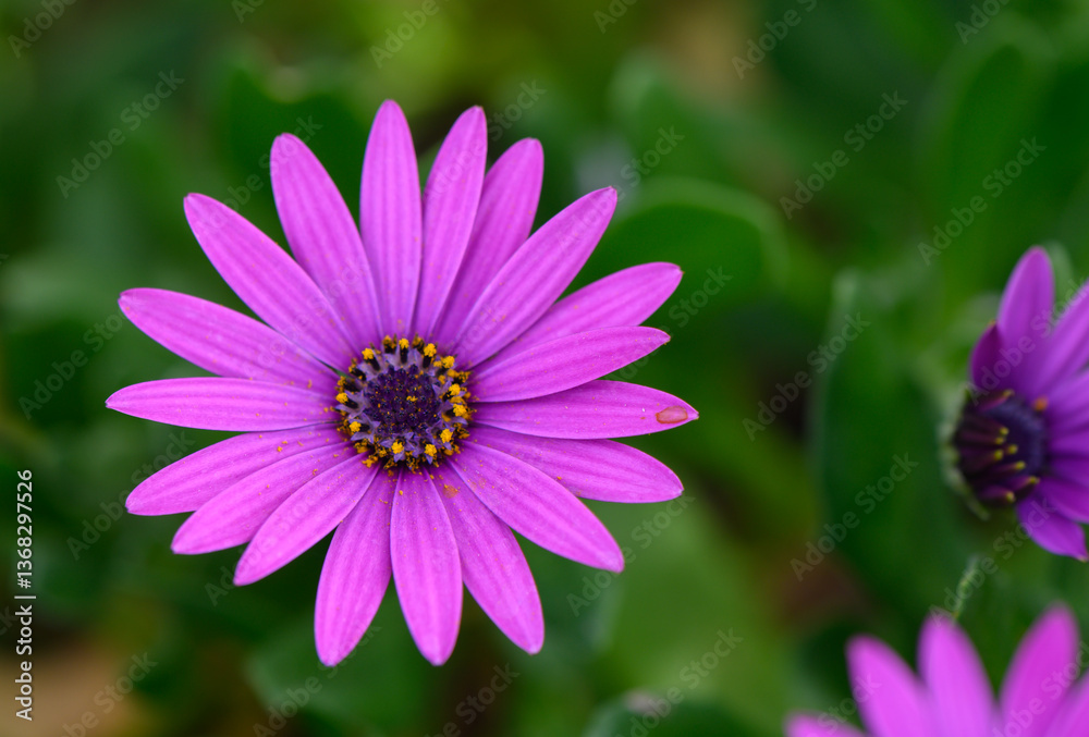 Vibrant purple flower blossoms gracefully under the sunlight in a lush garden setting, showcasing nature's delicate beauty Vibrant purple flower blossoms gracefully under the sunlight in a lush garden setting, showcasing nature's delicate beauty