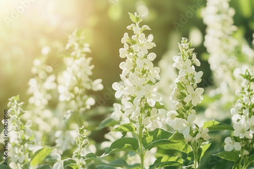 Blooming White Basil Flowers in Sunlit Green Background  