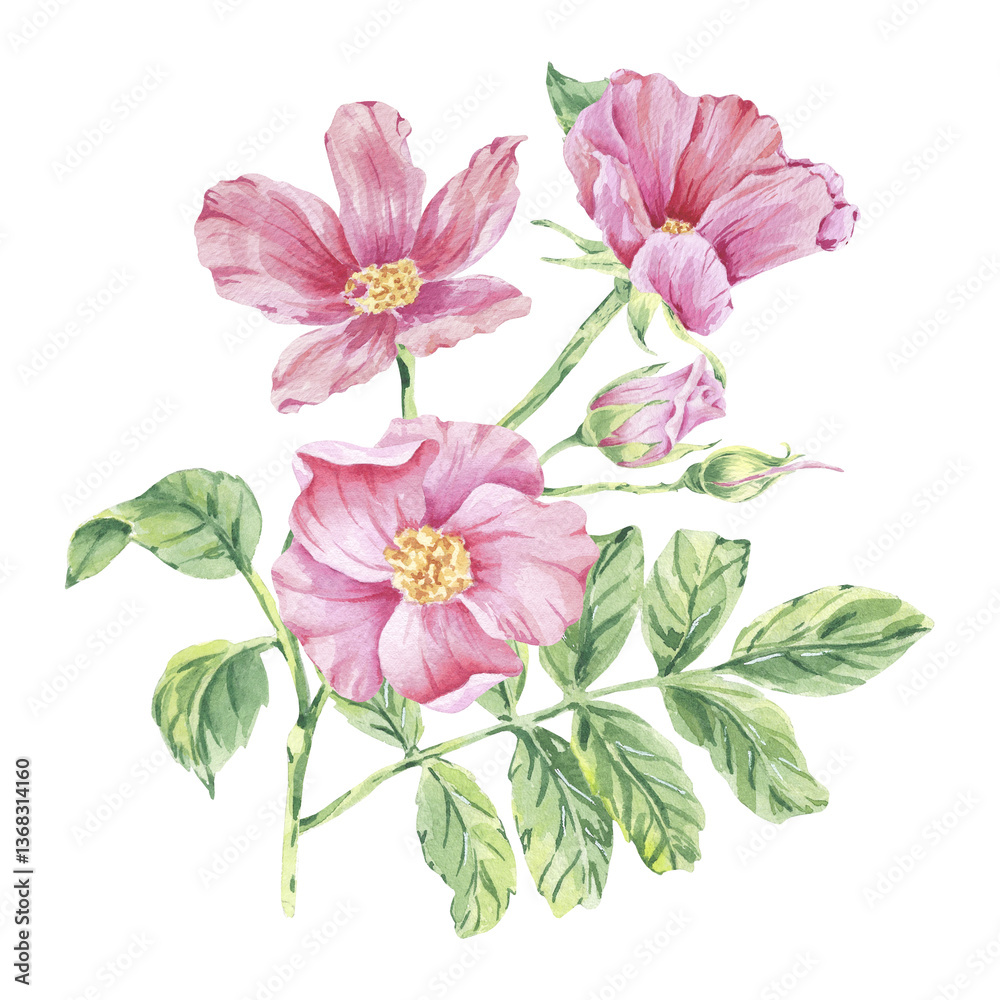 Obraz premium Pink wild rose on stem foliage watercolor illustration isolated on white. Rosehip flowers, buds, leaves on branch hand drawn botanical sketch. Dog rose blossoms for label, packaging, floral wedding.