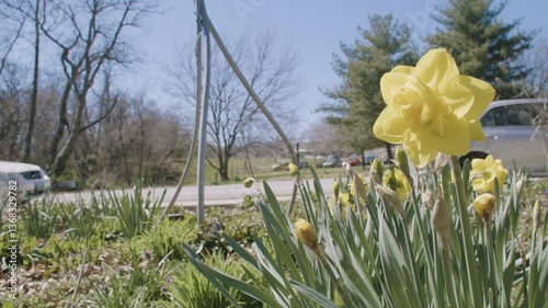 Yellow daffodil flower in bloom in focus, waving in the wind in front of a street. An occasional car drives by.