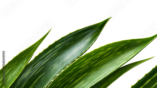Green leaves with thorns in dark background, cut out transparent