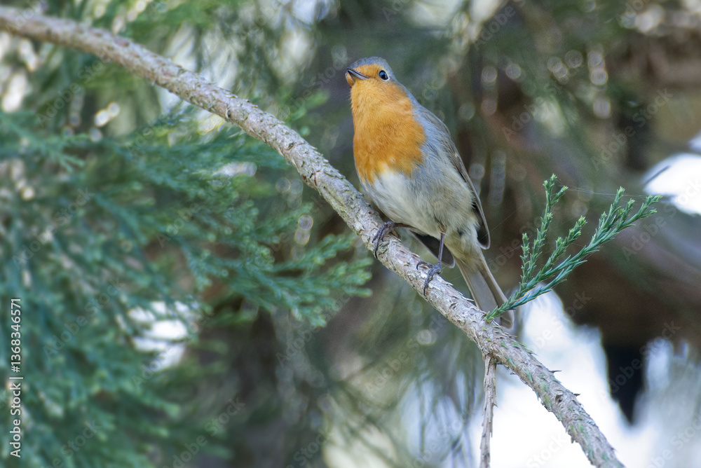 Fototapeta premium European robin (Erithacus rubecula) sitting on a tree branch in Zurich, Switzerland
