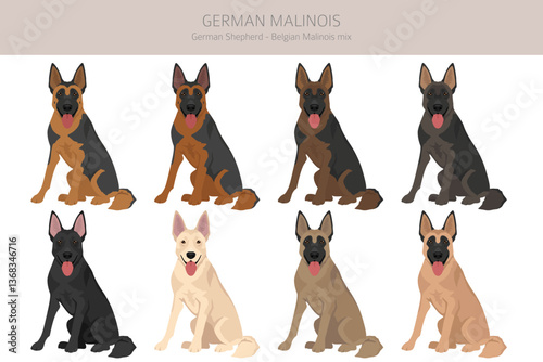 German Malinois clipart. German Shepherd - Belgian Malinois mix. All possible coat colors, breed information, adults and puppies.  Vector illustration