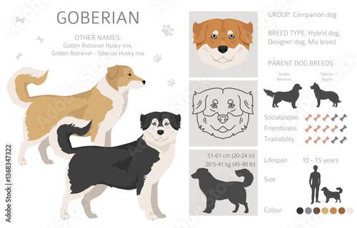 Goberian dog clipart. Goolden Retriever - Siberian Husky mix. All possible coat colors, breed information, adults and puppies.  Vector illustration