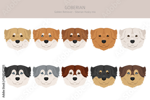 Goberian dog clipart. Goolden Retriever - Siberian Husky mix. All possible coat colors, breed information, adults and puppies.  Vector illustration