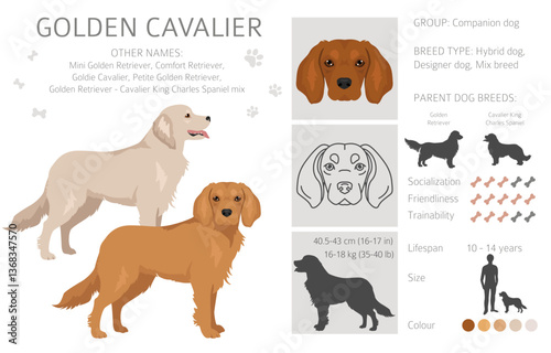 Golden Shepherd clipart. Golden retriever German Shepherd mix. Different coat colors set.  Vector illustration