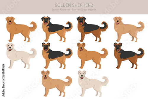 Golden Shepherd clipart. Golden retriever German Shepherd mix. Different coat colors set.  Vector illustration