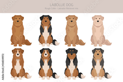 Labollie dog mix clipart. Labrador Retriever - Rough Collie mix. All possible coat colors, breed information, adults and puppies.  Vector illustration