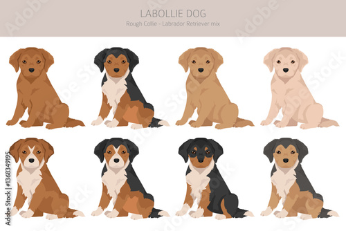 Labollie dog mix clipart. Labrador Retriever - Rough Collie mix. All possible coat colors, breed information, adults and puppies.  Vector illustration