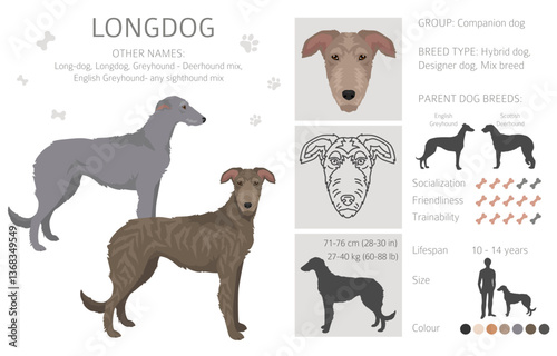 Longdog mix clipart. English Greyhound - any sighthound mix. All possible coat colors, breed information, adults and puppies.  Vector illustration