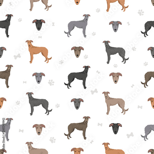 Longdog mix clipart. English Greyhound - any sighthound mix. All possible coat colors, breed information, adults and puppies.  Vector illustration