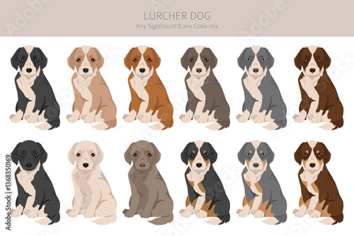 Lurcher mix clipart. Sighthound Collie mix. All possible coat colors, breed information, adults and puppies.  Vector illustration