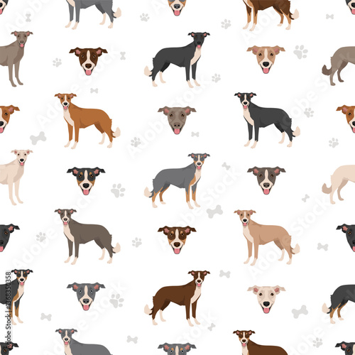 Lurcher mix clipart. Sighthound Collie mix. All possible coat colors, breed information, adults and puppies.  Vector illustration