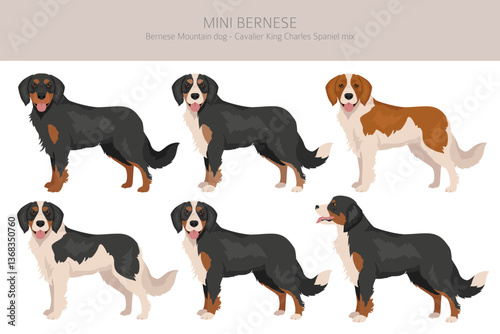 Mini Bernese clipart. Bernese Mountain dog - Cavalier King Charles Spaniel mix. Different coat colors set.  Vector illustration