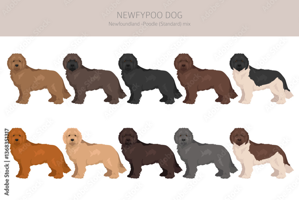 Fotografie Newfypoo clipart