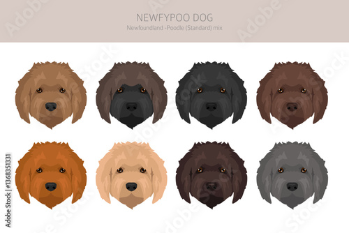 Newfypoo clipart. Newfoundland - Standard Poodle mix. All possible coat colors, breed information, adults and puppies.  Vector illustration