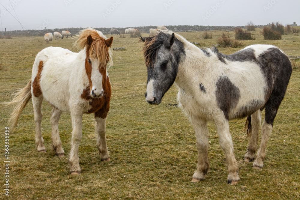 Ponies on Bodmin Moor Ponies on Bodmin Moor