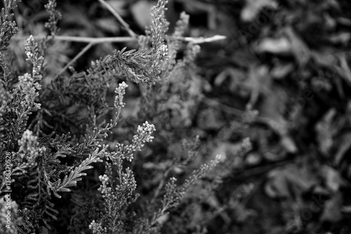 Photo d'une plante de bruyere pris en close-up sur un fond blanc et noir