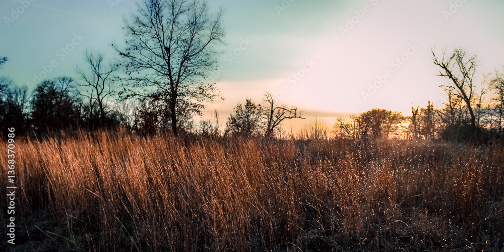 Fototapeta premium beautiful prairie grassland panorama one year after a controlled or prescribed burn. banner design element. land management and environment landscape.