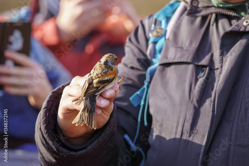 An ornithologist holding a brambling (Fringilla montifringilla) in his hand after ringing it, allowing people to take photos.