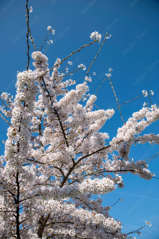 natural background of Blooming Cherry Blossom Branches Against a Clear Blue Sky in Spring
