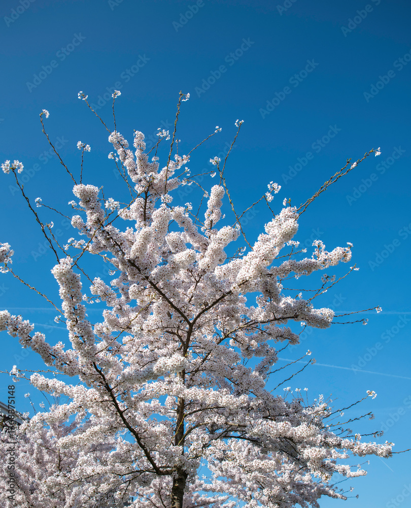 natural background of Blooming Cherry Blossom Branches Against a Clear Blue Sky in Spring