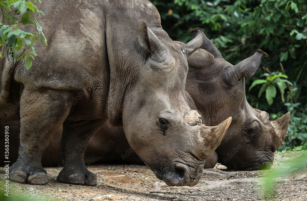 Rhinos' habitats include tropical and subtropical grasslands, shrub lands, tropical moist forests, deserts Rhinos' habitats include tropical and subtropical grasslands, shrub lands, tropical moist forests, deserts