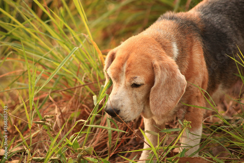 Old Beagle, Skin Disease in Dogs, Scabies in Dogs