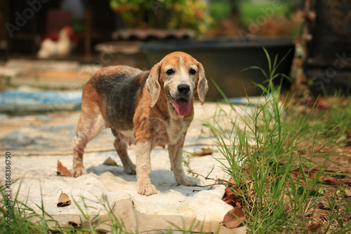 Fotografia Old Beagle, Skin Disease in Dogs, Scabies in Dogs