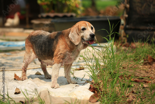Quadro em tela Old Beagle, Skin Disease in Dogs, Scabies in Dogs