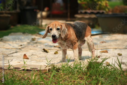 Old Beagle, Skin Disease in Dogs, Scabies in Dogs