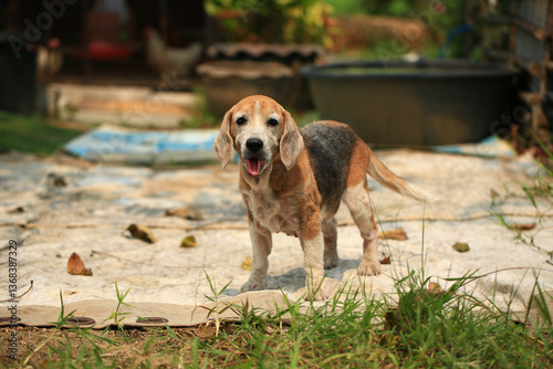 Schilderij op canvas Old Beagle, Skin Disease in Dogs, Scabies in Dogs