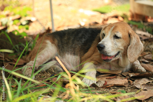 Quadro em tela Old Beagle, Skin Disease in Dogs, Scabies in Dogs