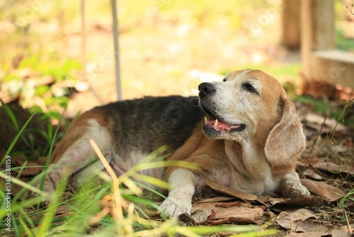 Old Beagle, Skin Disease in Dogs, Scabies in Dogs