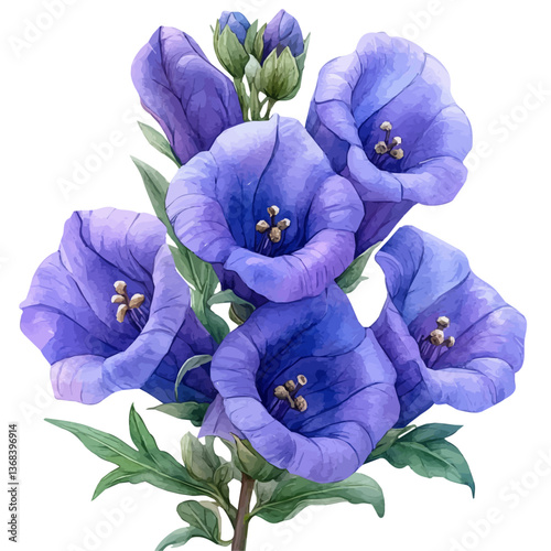 A watercolor of an aconitum, isolated on a white background. Aconitum vector.

