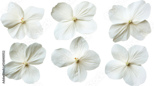 White Hydrangea flower isolated on a black background, cut out transparent