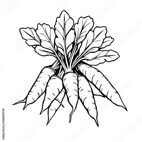 A Bunch of Freshly Harvested White Carrots with Green Tops