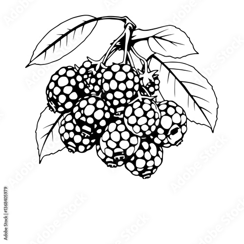 Cluster Of Blackberries On Branch With Leaves Illustration