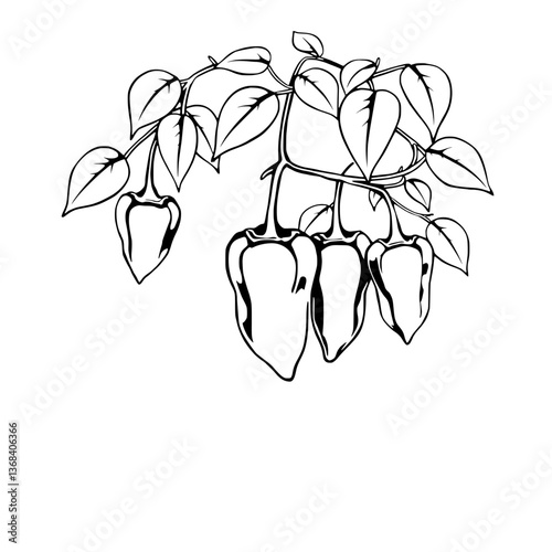 Red Habanero Peppers Hanging On Branch With Leaves