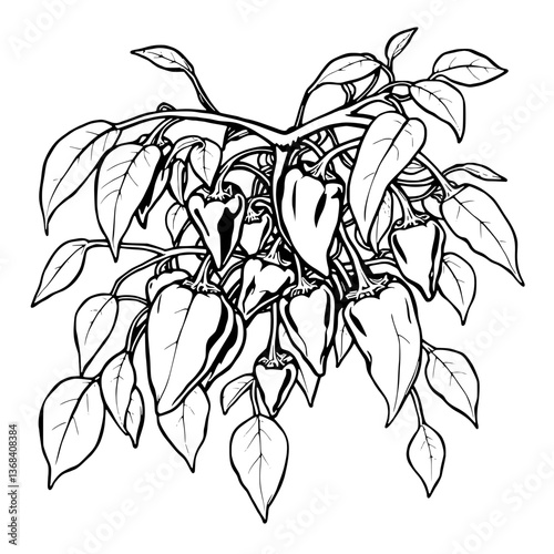 Abundant Harvest A Detailed Drawing Of Chili Peppers On The Vine