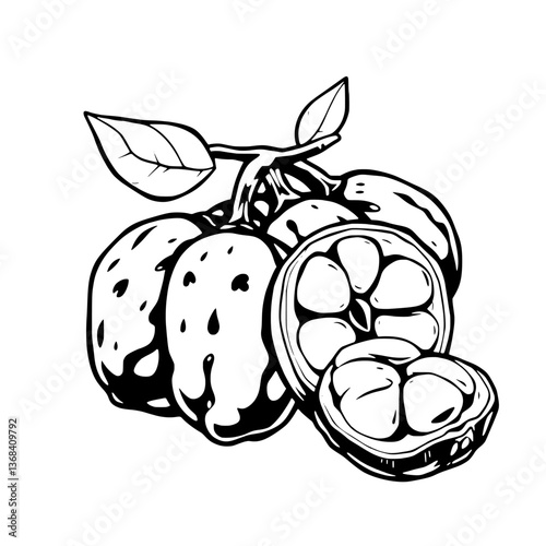 Line Art Illustration of Whole and Sliced Cacao Pods